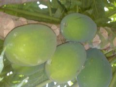 Plants for life